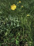 Ranunculus bulbosus