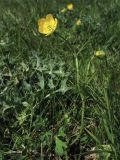 Ranunculus bulbosus. Цветущее растение. Нидерланды, Северное море, о-в Схирмонниког, луг на приморской дамбе. 24 мая 2010 г.