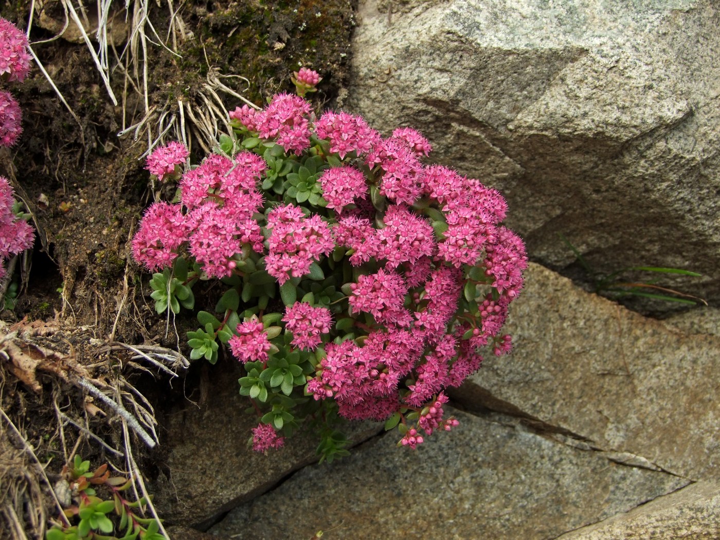 Изображение особи Hylotelephium cyaneum.