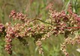 Rumex crispus. Часть соплодия. Амурская обл., Бурейский р-н, правый берег р. Бурея, окр. Малиновки. 17.07.2016.