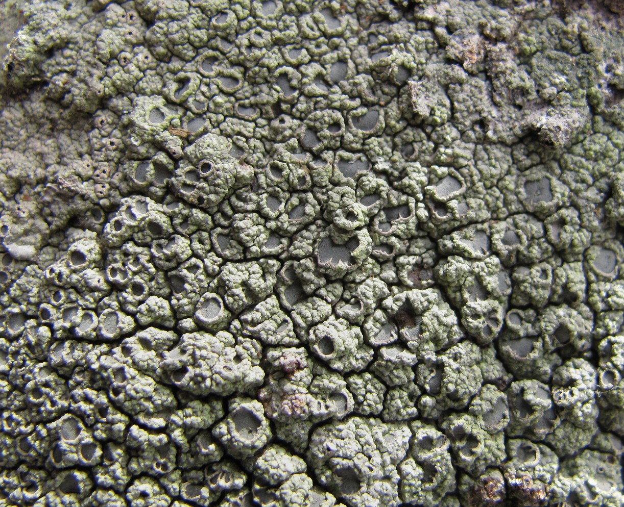 Image of Diploschistes scruposus specimen.