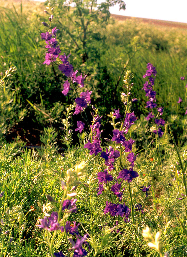 Image of Delphinium hispanicum specimen.