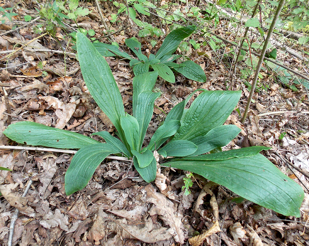 Изображение особи Digitalis schischkinii.