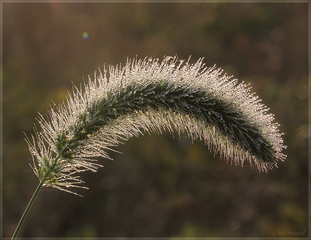 Image of genus Setaria specimen.