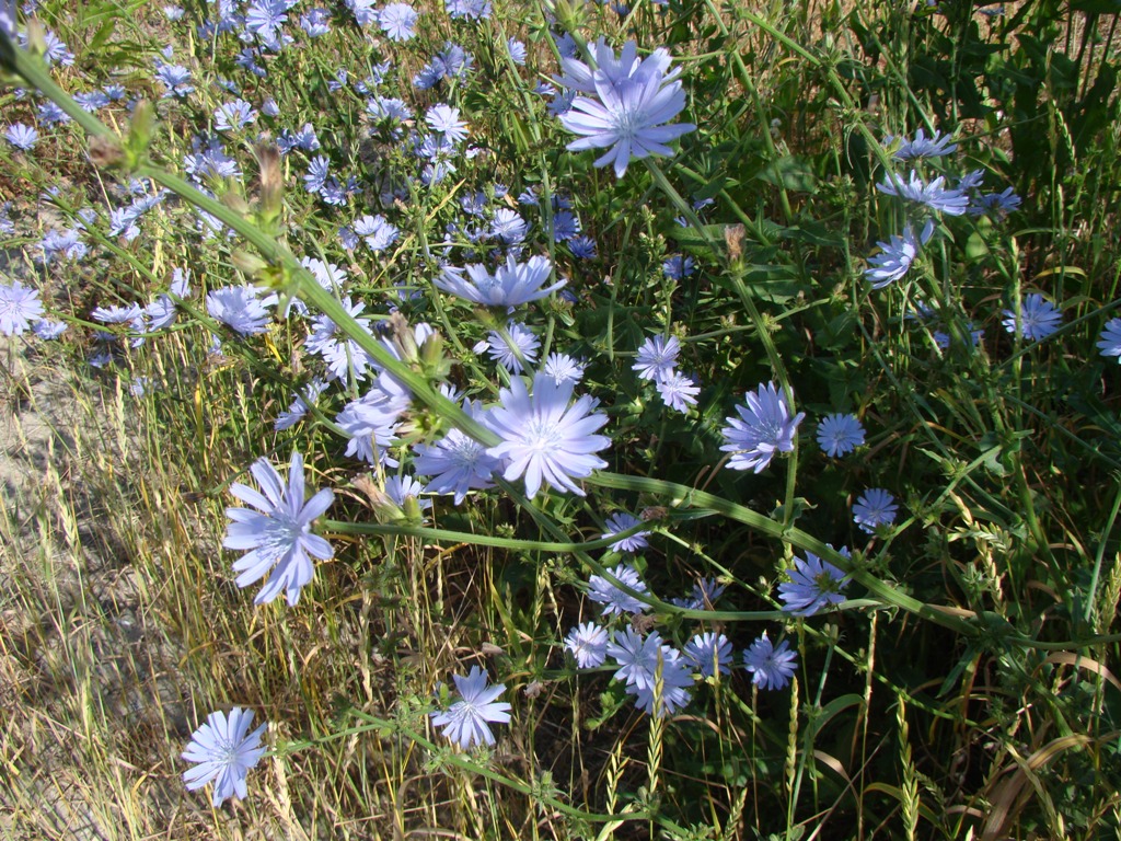 Image of Cichorium intybus specimen.