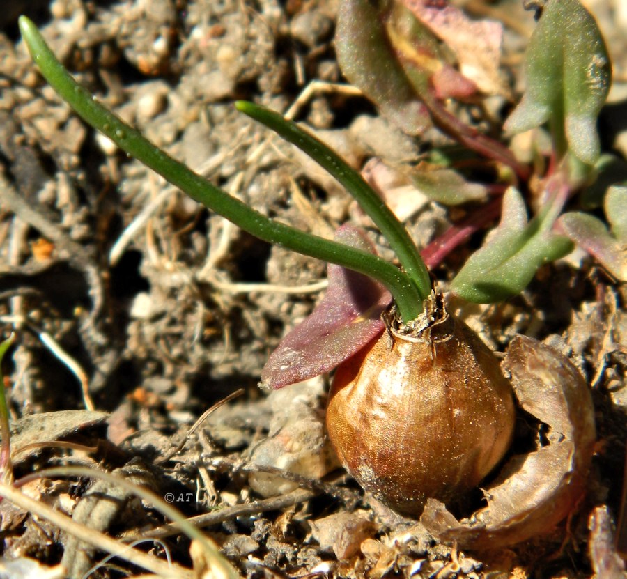 Image of class Liliopsida specimen.