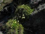 Saxifraga bryoides. Дерновины цветущих растений на скале в альпийском поясе. Украина, Ивано-Франковская обл., Верховинский р-н, хр. Черногора, 2000 м н.у.м. 17 июля 2007 г.