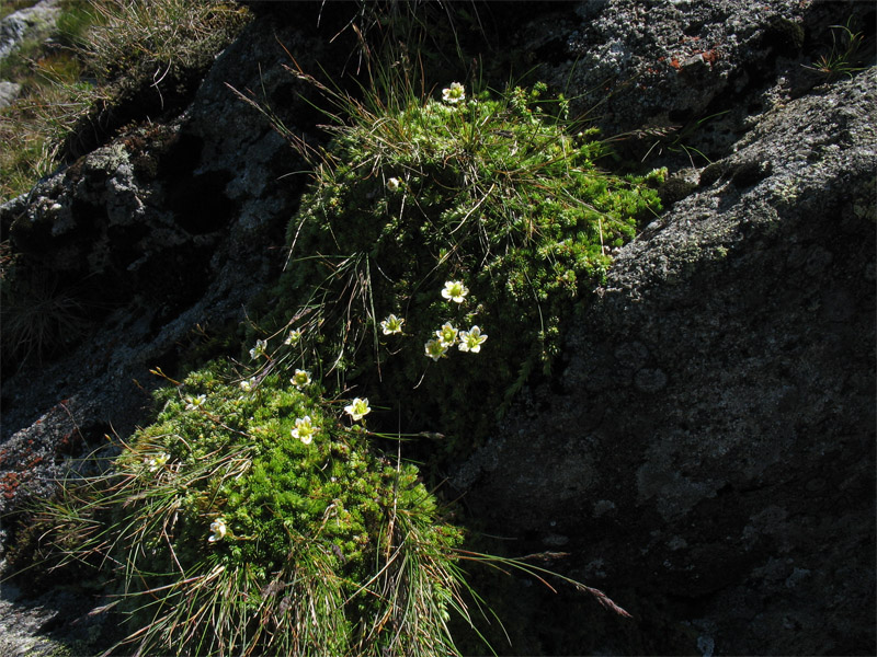 Image of Saxifraga bryoides specimen.
