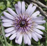 Tragopogon porrifolius ssp. eriospermus