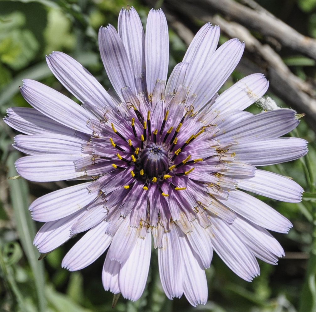 Изображение особи Tragopogon porrifolius ssp. eriospermus.