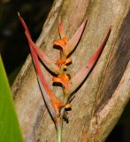 Heliconia psittacorum