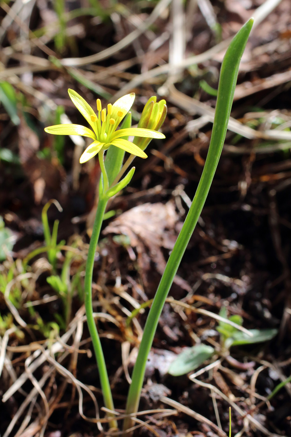 Изображение особи Gagea brevistolonifera.