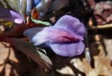 Corydalis solida