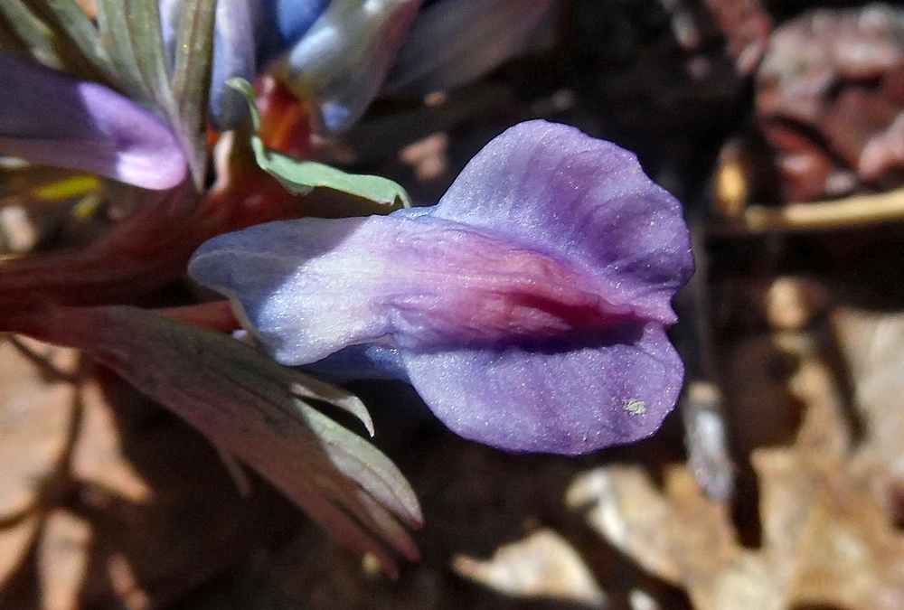 Image of Corydalis solida specimen.