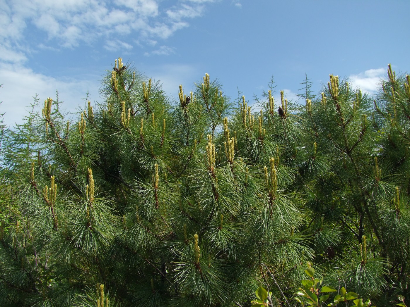 Изображение особи Pinus pumila.