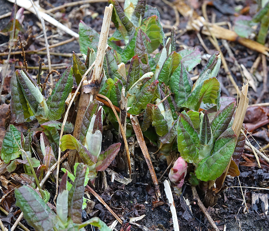 Изображение особи Reynoutria sachalinensis.