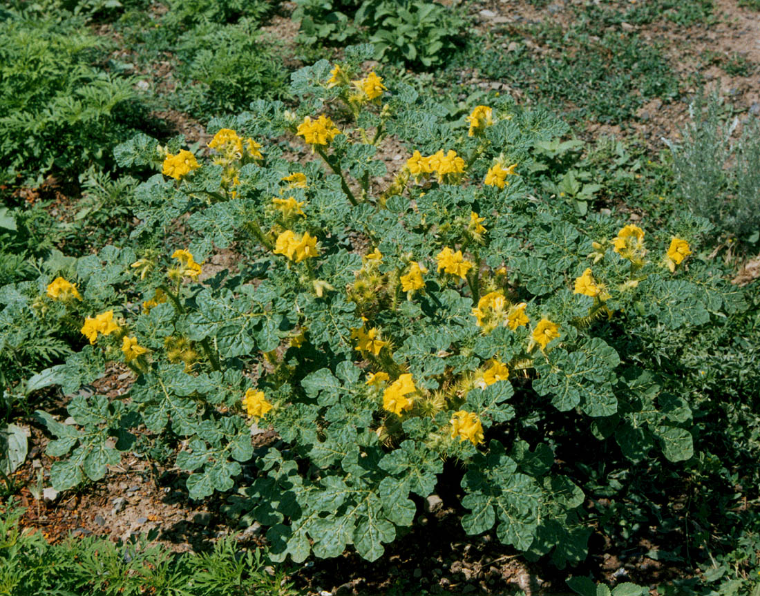 Изображение особи Solanum cornutum.