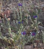 Centaurea depressa