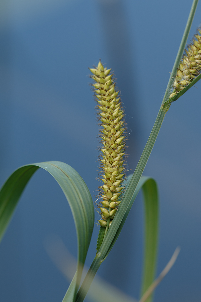 Изображение особи Carex riparia.