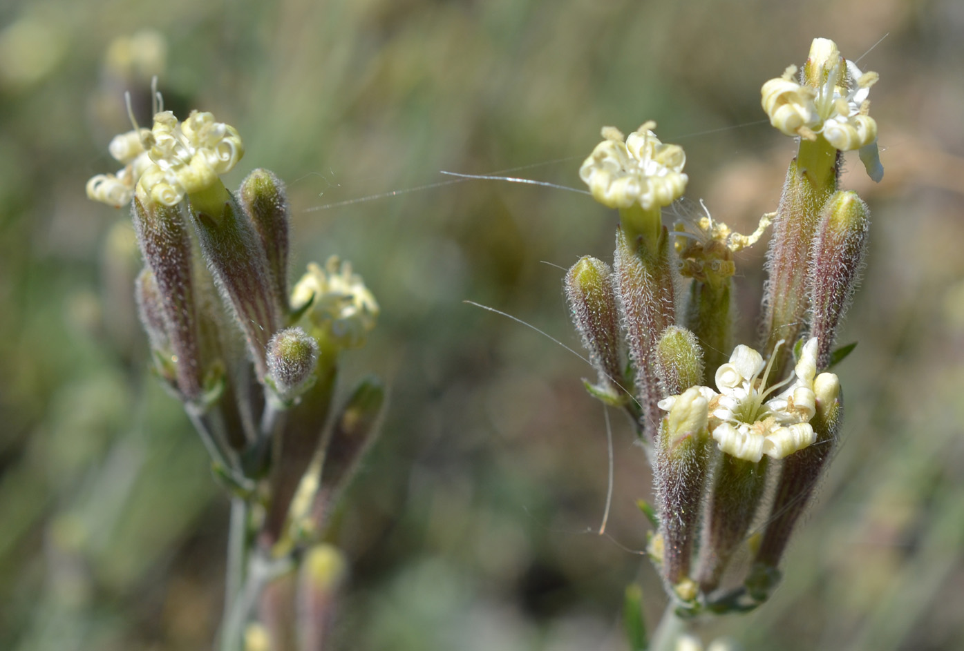 Image of Silene thymifolia specimen.