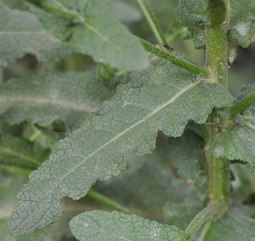 Изображение особи Verbascum chaixii.