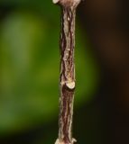 Wrightia antidysenterica