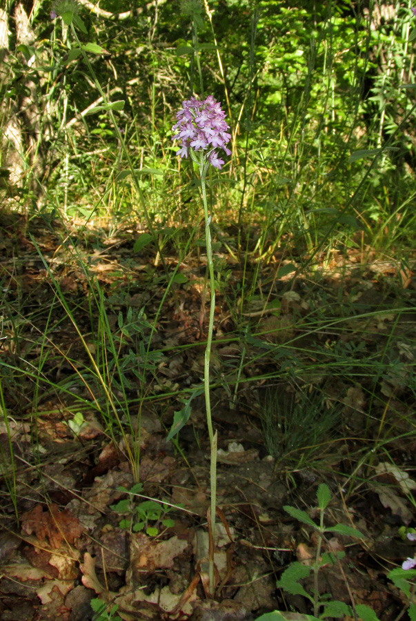 Изображение особи Anacamptis pyramidalis.