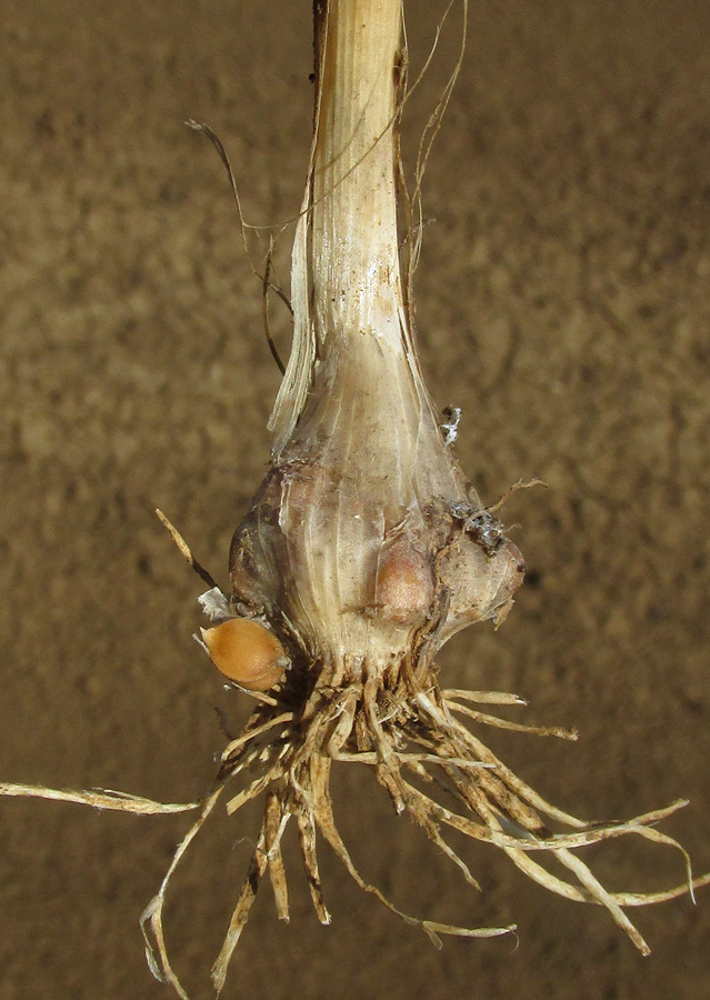 Image of Allium atroviolaceum specimen.