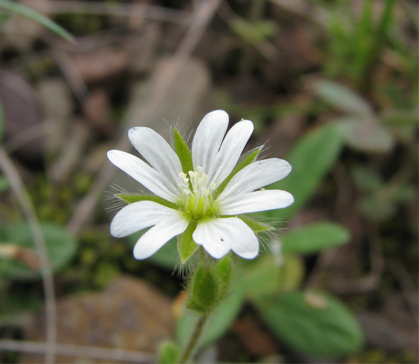 Image of Cerastium brachypetalum ssp. tauricum specimen.