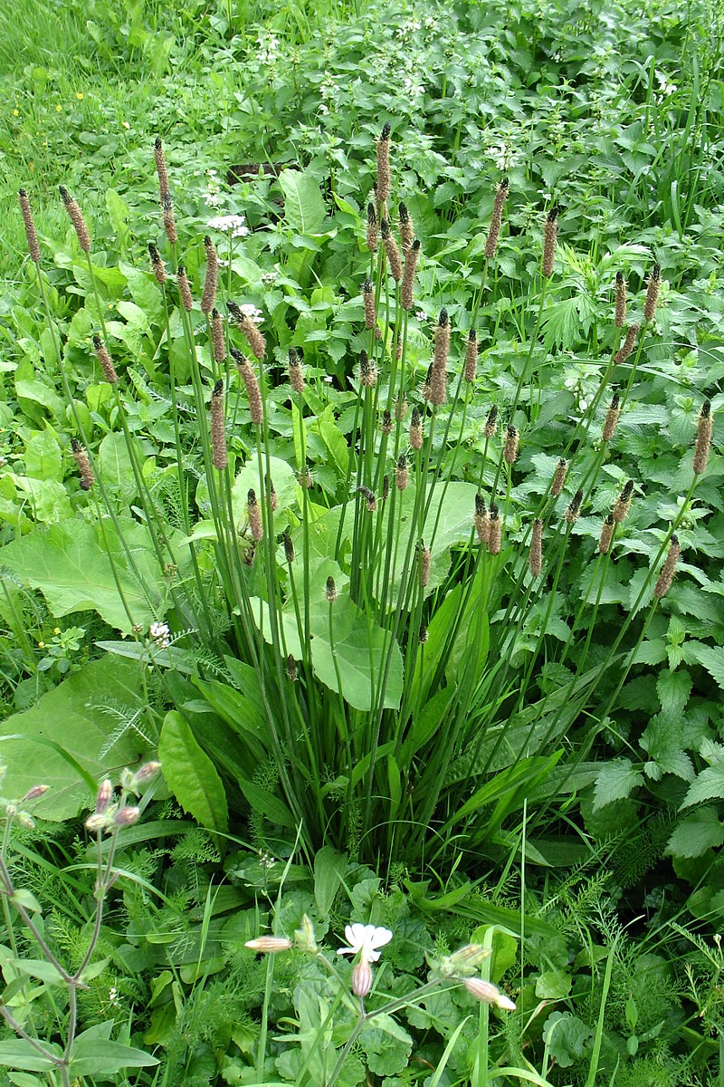 Image of Plantago lanceolata specimen.