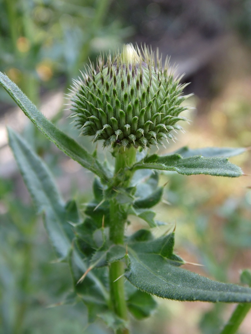 Изображение особи Cirsium serrulatum.