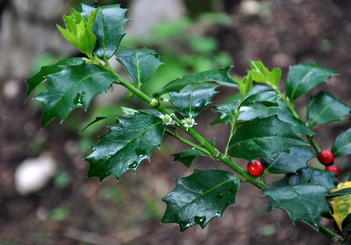 Image of Ilex colchica specimen.