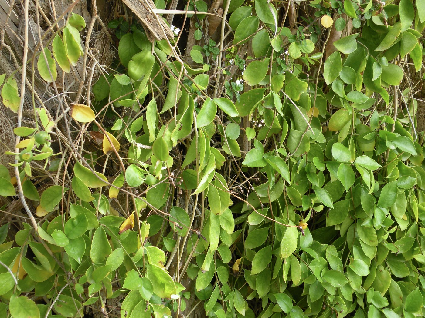 Изображение особи Pereskia aculeata.