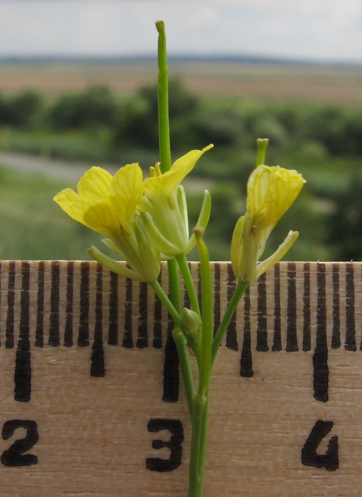 Image of Sisymbrium altissimum specimen.