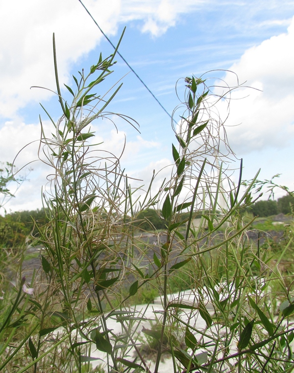 Изображение особи Epilobium adenocaulon.