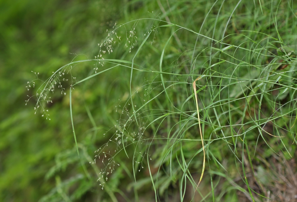 Image of Poa sichotensis specimen.