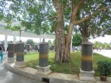 Ficus religiosa
