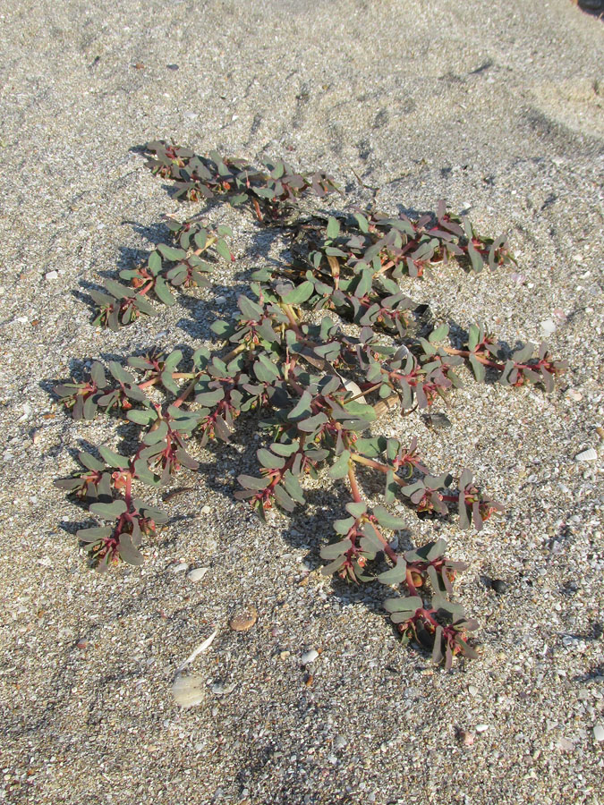 Image of Euphorbia peplis specimen.