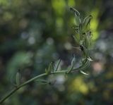 Platanthera bifolia. Верхушка плодоносящего растения. Пермский край, г. Пермь, Кировский р-н, опушка в сосновом бору. 02.09.2017.