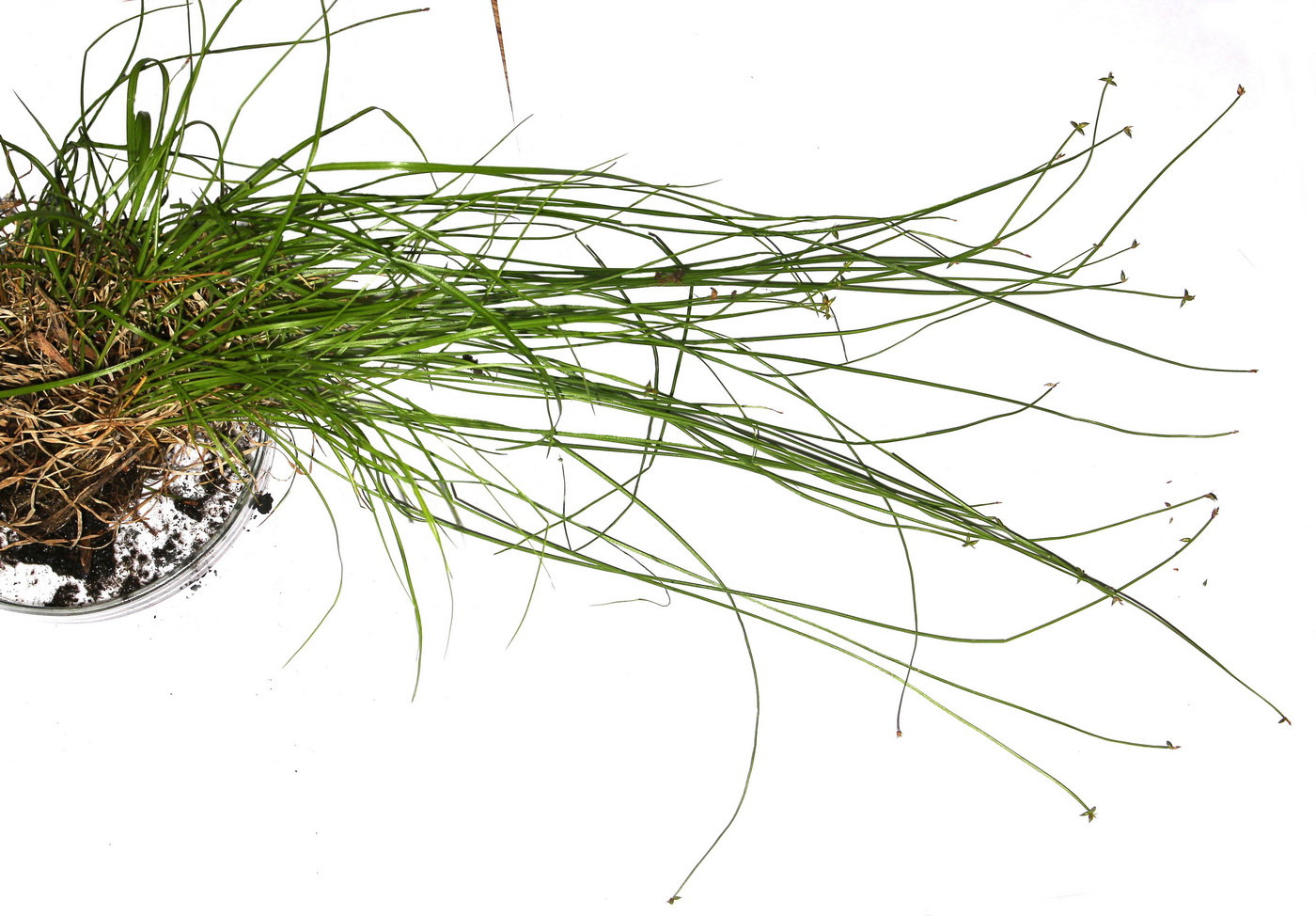 Image of Carex capituliformis specimen.