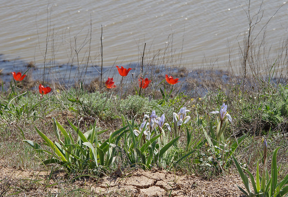 Image of Iris scariosa specimen.