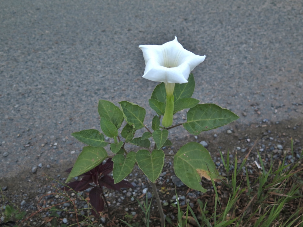 Image of Datura innoxia specimen.