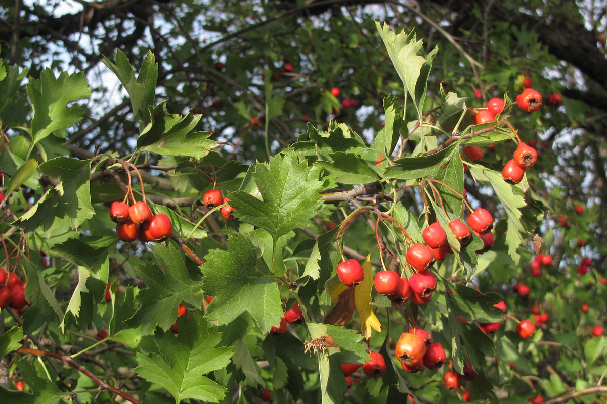 Изображение особи Crataegus stankovii.