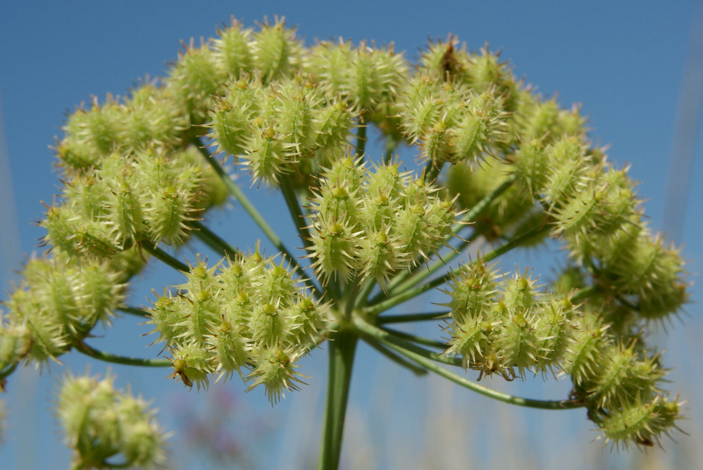 Изображение особи Astrodaucus littoralis.