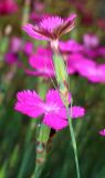 Dianthus acantholimonoides