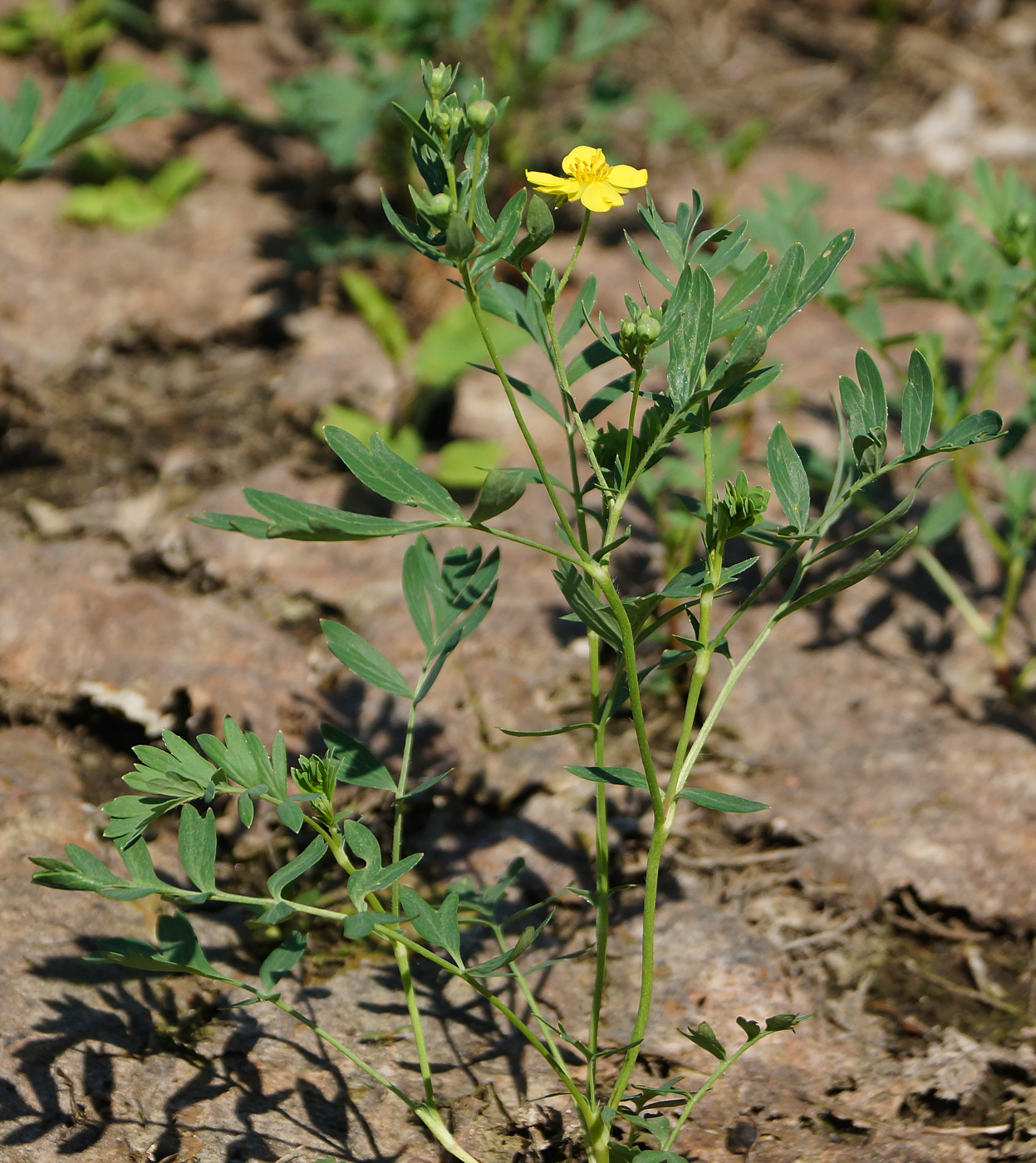 Изображение особи Potentilla semiglabra.