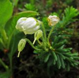Phyllodoce aleutica. Цветки и завязи. Камчатский край, Алеутский р-н, о-в Медный, южный склон горы Гаванская, тундра. 18.08.2017.