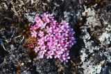 Douglasia ochotensis. Цветущее растение. Чукотка, побережье бухты Провидения, каменистый участок с лишайниками. 25.05.2012.