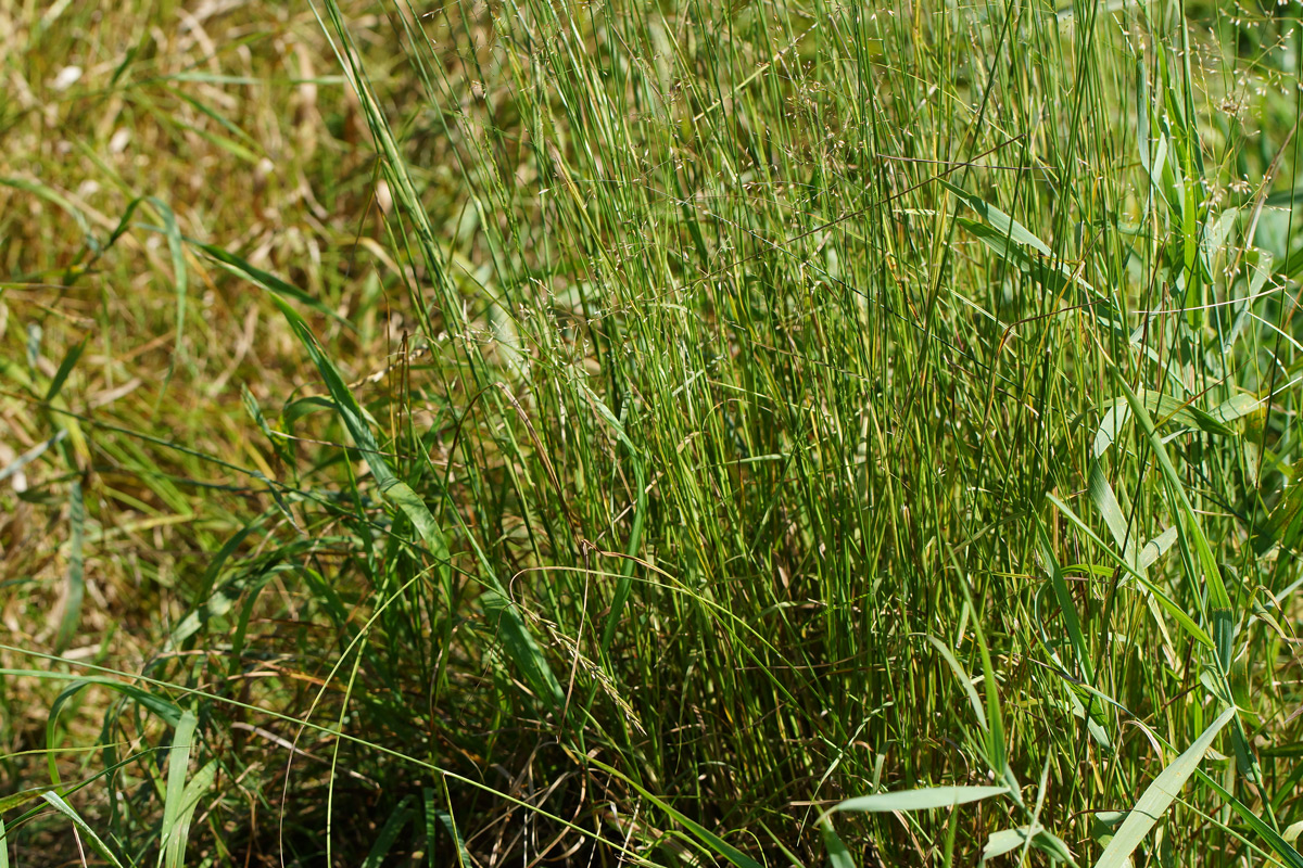 Изображение особи Agrostis tenuis.