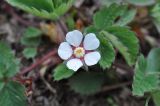 Potentilla micrantha. Цветок. Азербайджан, Гахский р-н, долина реки Кумчай выше с. Гум (Кум), овраг в лесу. 8 апреля 2017 г.